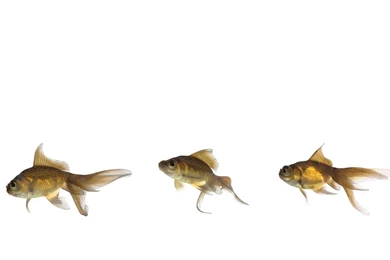 30 HD White Wallpapers