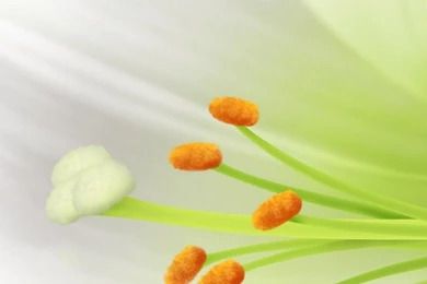 Pure White Lily Flower Macro iPhone 6 Wallpapers Download