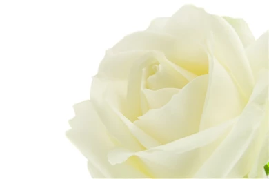 Pure White Roses   Roses Photo (34610998)   Fanpop