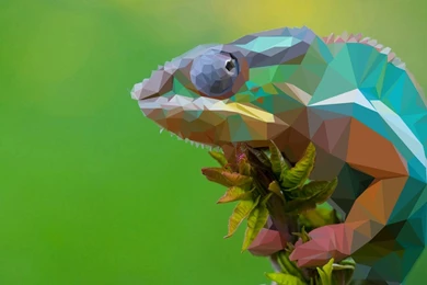 2D Low Poly Chameleon Wallpapers In 1920x1080 Resolution
