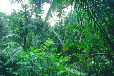 Tropical Rain Forest   ThingLink