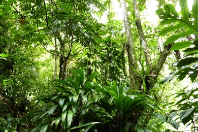 MLeWallpapers.com   Dominican Rain Forest I