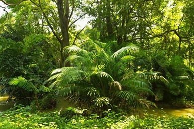 Tropical Rainforest Jungle