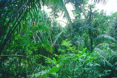 Pictures Plants Found Tropical Rainforest   Just For Sharing