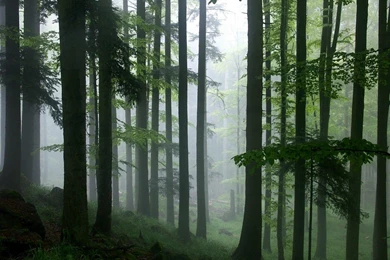 Tropical Forest Wallpapers   Wallpapers Cave