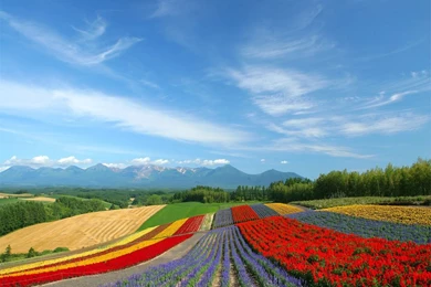 Flowers Scenery Wallpapers   Crazy Frankenstein