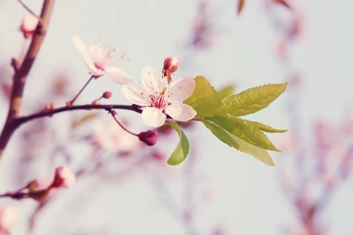 Elegant Flower Photography : Dreamy Sweet Wildflowers Widescreen ...