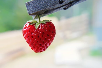 Strawberry Wallpapers