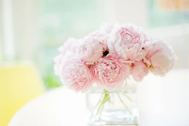 Peonies Cover Photo   Wallpaper.