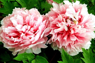 Best Flowers Wallpaper: Peony Flower, 549309, Flowers