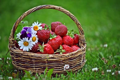 324 Strawberry HD Wallpapers