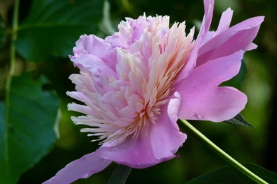 Peony Flower HD Wallpapers