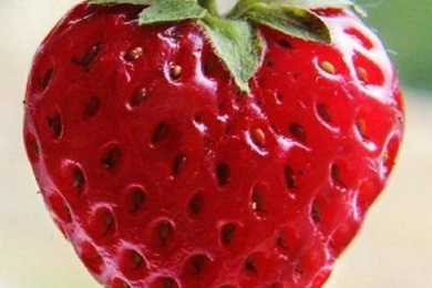 Fruit iPhone 6 Wallpapers HD