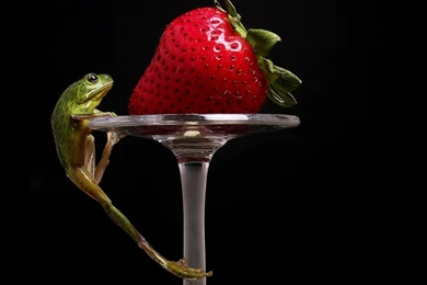 Frog And Strawberry Wallpapers, Frog And Strawberry Backgrounds ...
