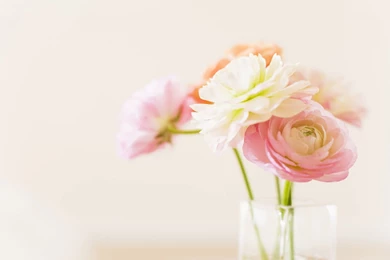 Peony Wallpapers   Wallpapers Cave