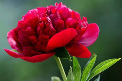 Exquisite Beauty The Peony Flower Close up Wallpapers 11 － Flower ...