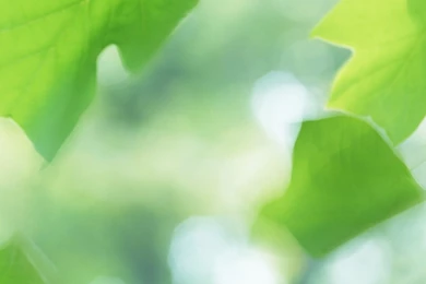 Download Wallpapers 2560x1440 Leaves, Blur, Light Mac iMac 27 HD ...