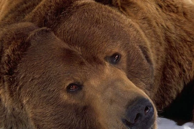 Bears: Sad Bear Brown Grizzly Sadness Desktop Wallpaper Backgrounds ...