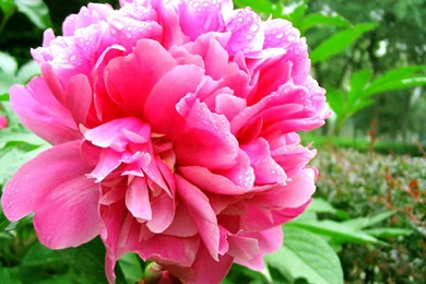 Peony Flower Macro Photography Wallpapers 8 － Flower Wallpapers ...