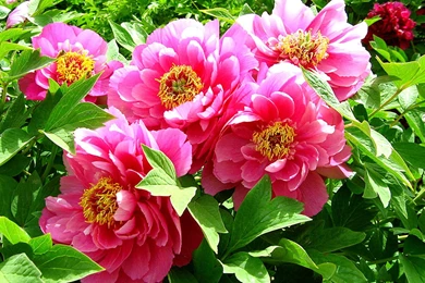 Peony Flower Macro Photography Wallpapers 7 － Flower Wallpapers ...