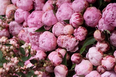 Peony Wallpapers   Wallpapers Zone