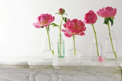 Peony Desktop Wallpapers