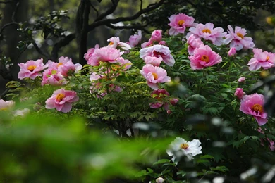 Garden bright Peony Flower Photography Wallpapers   1152x864 ...