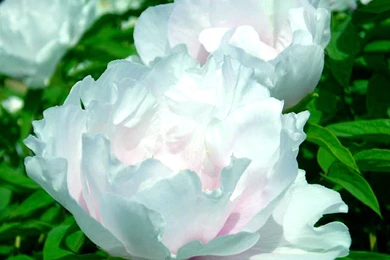 Top Peony Flowers Photography Art Wallpapers