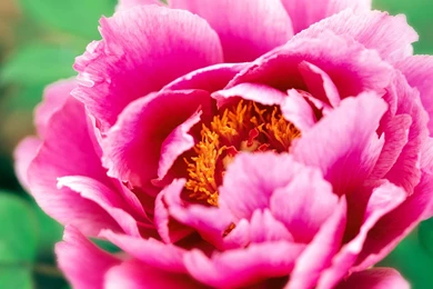 Exquisite Beauty The Peony Flower Close up Wallpapers 6 － Flower ...