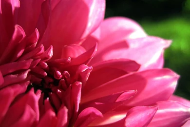Exquisite Beauty The Peony Flower Close up Wallpapers 2 － Flower ...