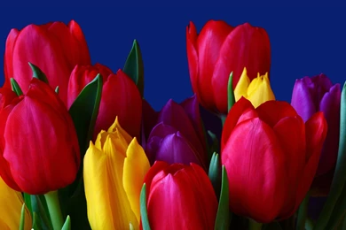 Flowers HD Wide Desktop Wallpapers