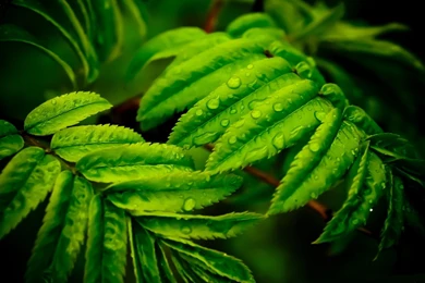 Other: Wet Green Leaves Ferns Plants Dew Nature Stunning Photo New ...