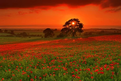 Beautiful Summer Landscape HD Desktop Wallpapers : High Definition ...