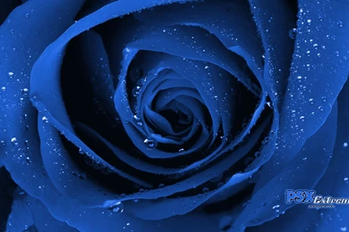 Blue Valentine Rose12