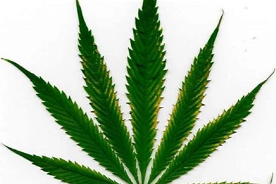 Marijuana Leaf White Backgrounds HD Wallpapers