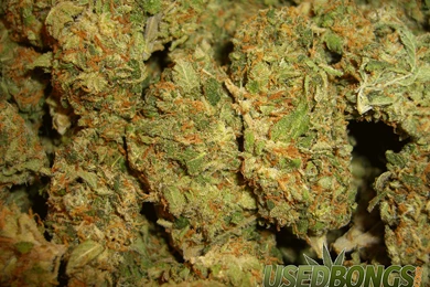 Weed Funny Marijuana