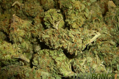 Weed Funny Marijuana