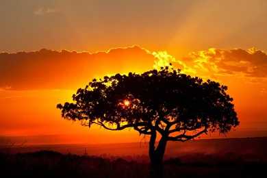 Beautiful African Landscape Sunset By Catman Suha