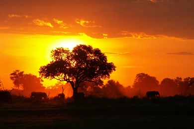 Beautiful African Sunset