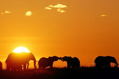 Wallpapers Sundown Africa African Sunset Elephants Thepixhost ...