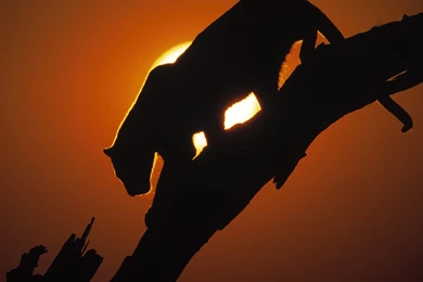 African Sunset Wallpapers   1600x1200   117602