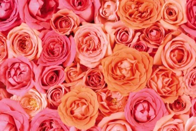 Roses Backgrounds Wide Wallpapers Detail
