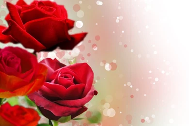 Roses Backgrounds By ShalomR On DeviantArt