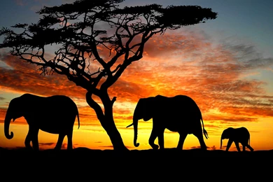 Elephant Wallpapers Art