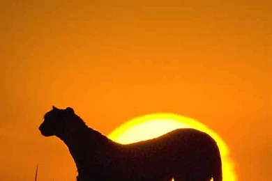 African Leopard Sunset Grassland Landscape iPhone 6 Wallpapers ...