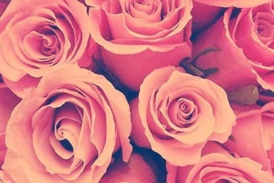 Roses Backgrounds