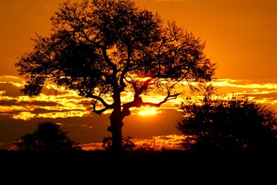 5 Kruger Park Sunset, South Africa Wallpapers 1756 :: Sunset Field ...