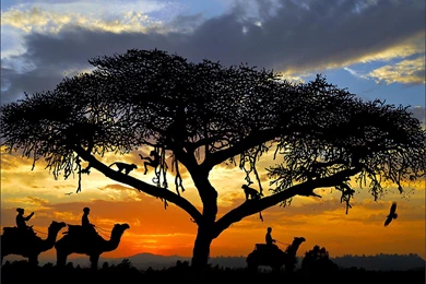 AFRICAN SUNSET WALLPAPER (