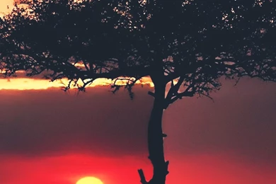 Sunset In Africa Lonely Tree