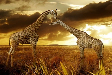 Download Stock Photos Of African Giraffes In The Sunset As ...